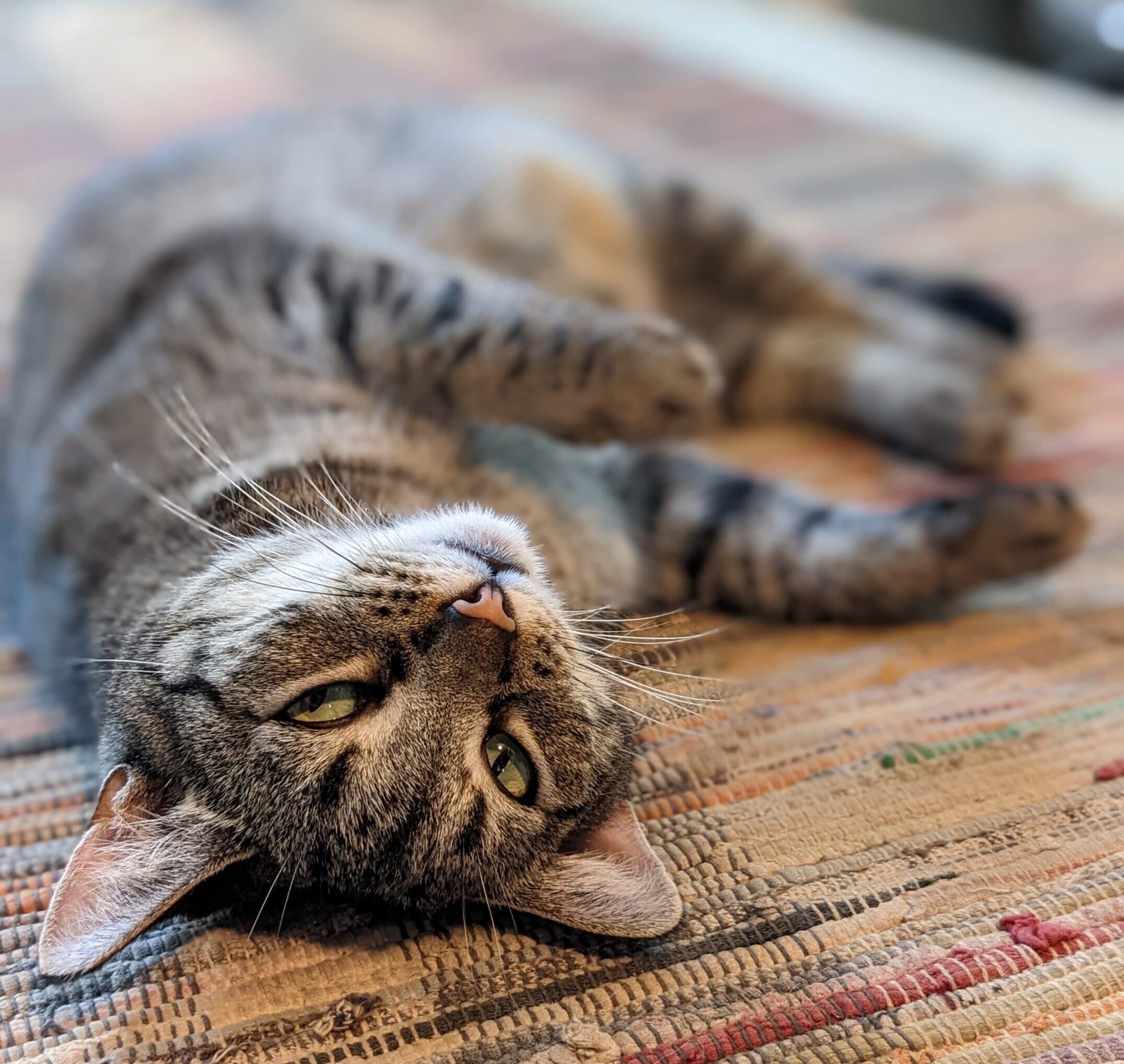 Relaxed tabby cat resting on a hand-woven rug in Claudia Lee's studio.